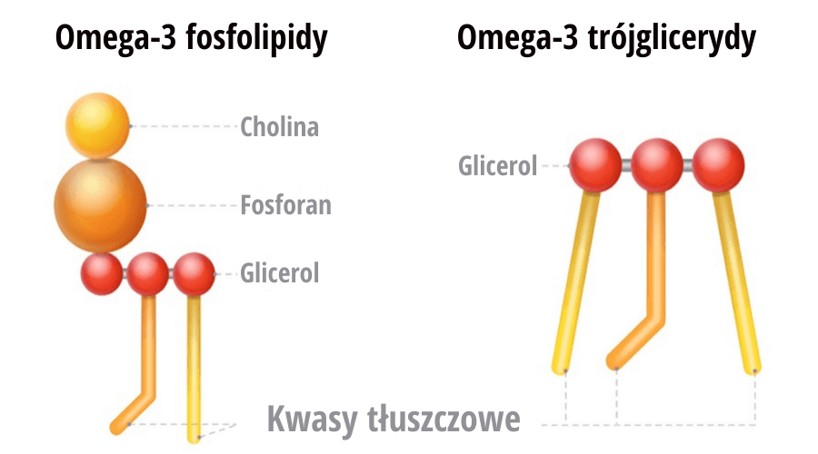 Rodzaje kwasów tłuszczowych omega-3 (fosfolipidy / trójglicerydy)