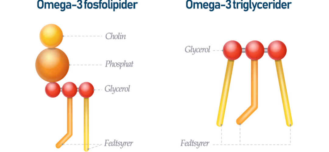 Fosfolipider i forhold til triglycerider