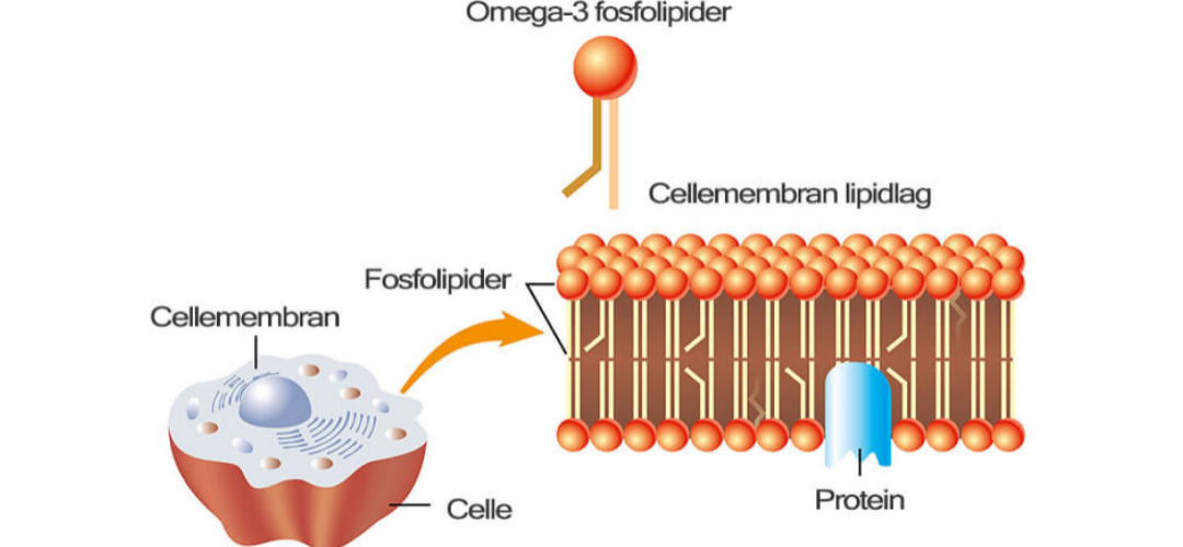 Fosfolipider og betydningen for celle sundhed